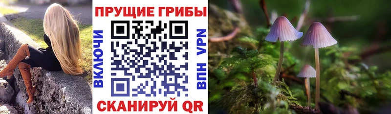 Галлюциногенные грибы Psilocybe  даркнет как зайти  Сельцо 